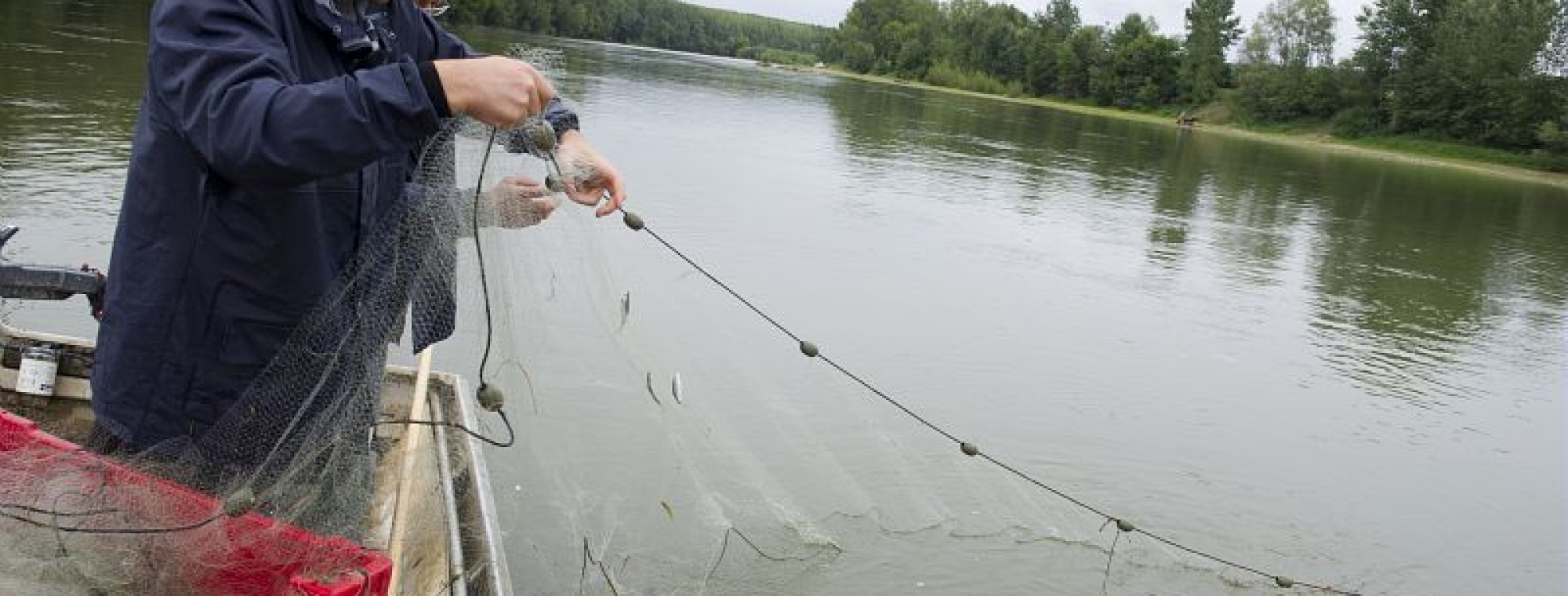  Suivi des alosons dans la Garonne en Lot-et-Garonne, LIFE alose, pêche du 18 Juillet 2011 : pêche de jour au filet araignée