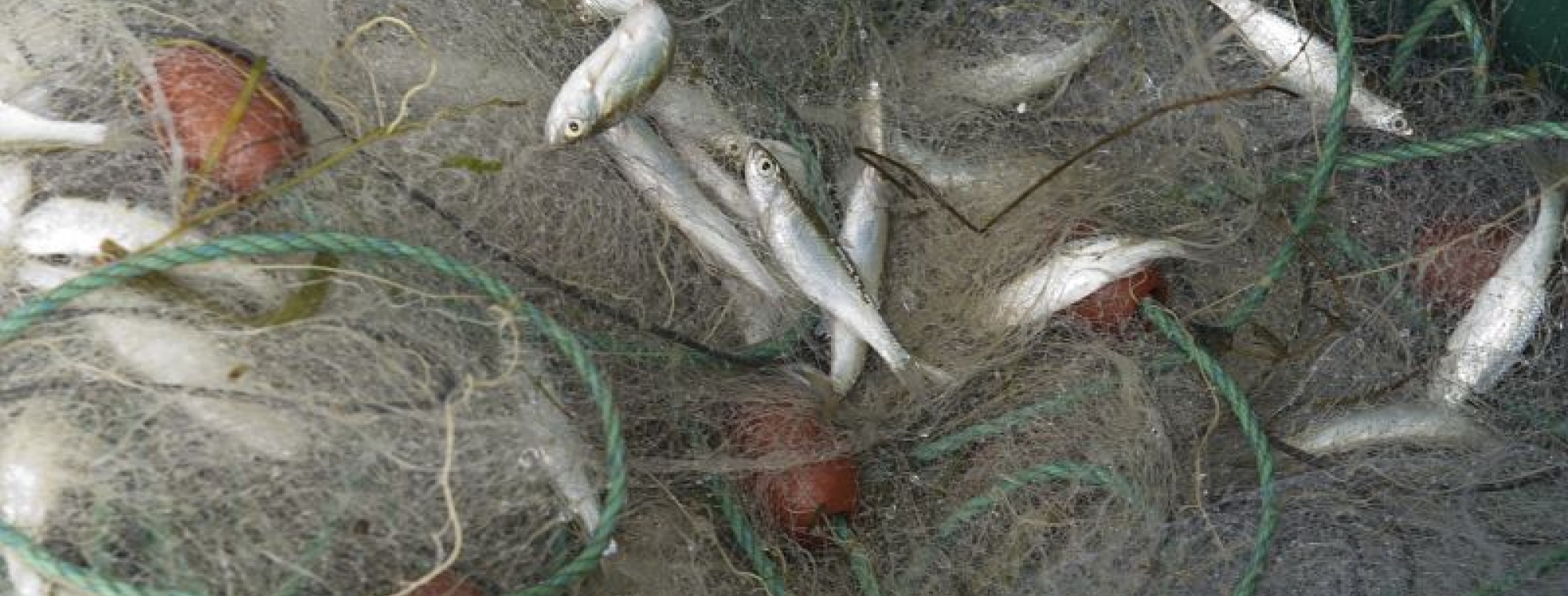 Suivi des alosons dans la Garonne en Lot-et-Garonne, LIFE alose, pêche du 18 Juillet 2011 : pêche de jour au filet araignée