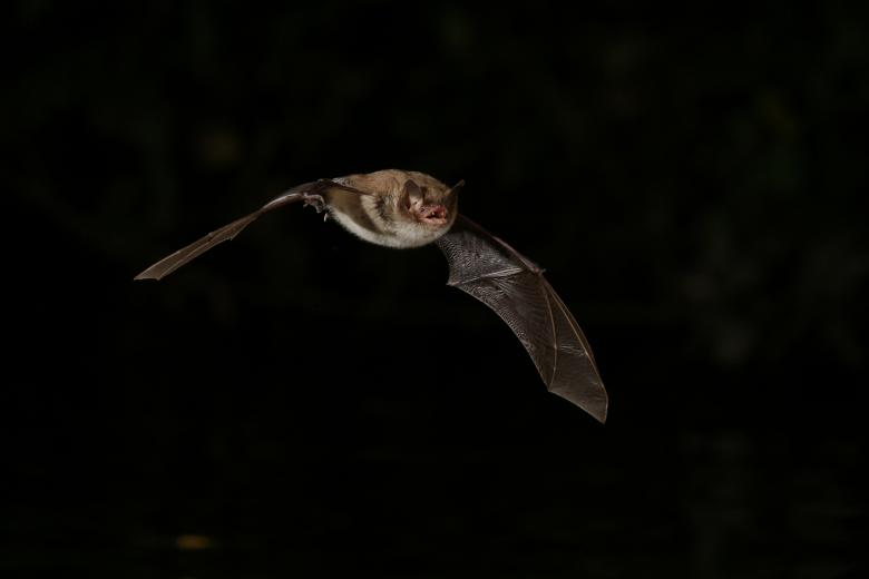 photo d'un murin de daubenton ©David Aupermann